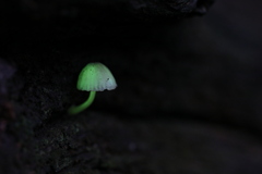 雨後の倒木　ⅳ