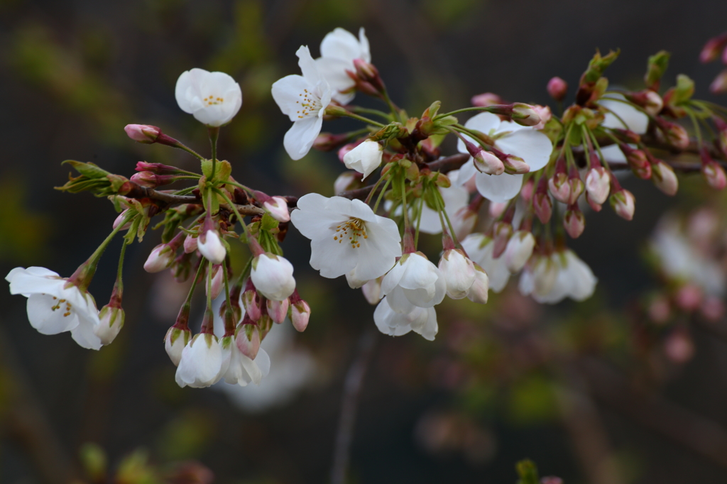 桜咲くⅢ