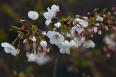桜咲くⅢ