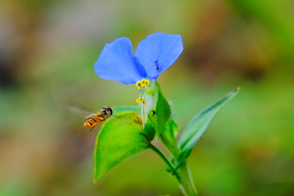 露草＆彼岸花　壱