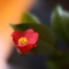 家の中のやぶ椿　壱