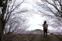 お花見Ⅱ
