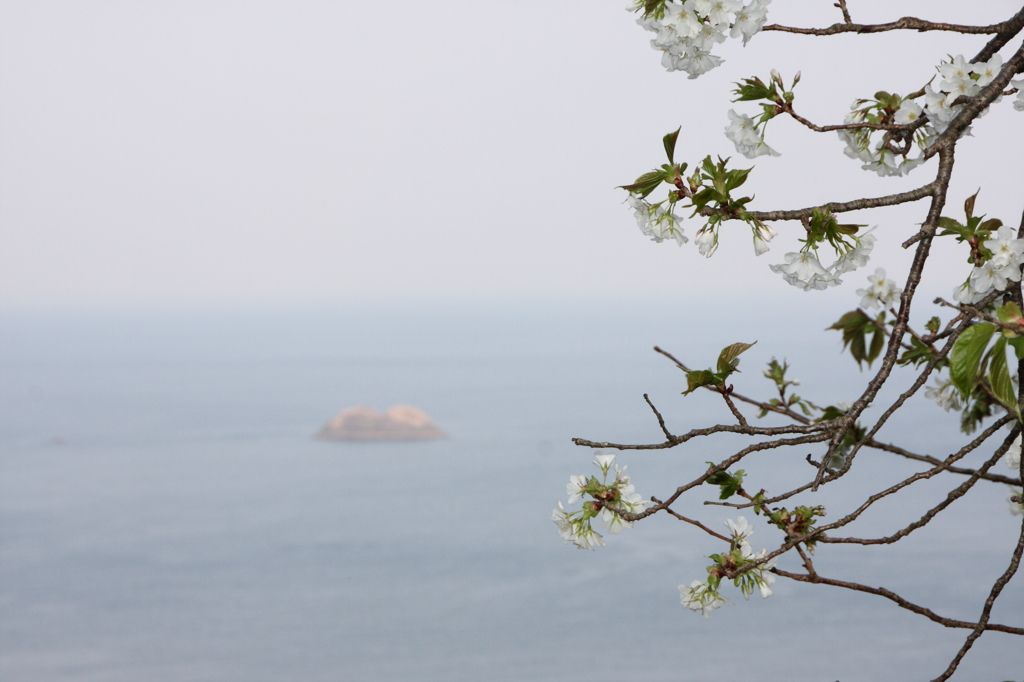海辺の桜