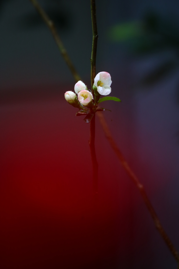 雨の日は縁側からⅢ