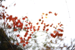 ソフトなレンズで紅葉を