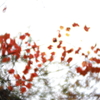 ソフトなレンズで紅葉を