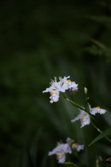 いつものレンズでⅢ