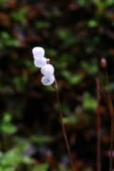苔の花Ⅱ