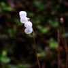 苔の花Ⅱ
