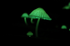 夜のお相手　参
