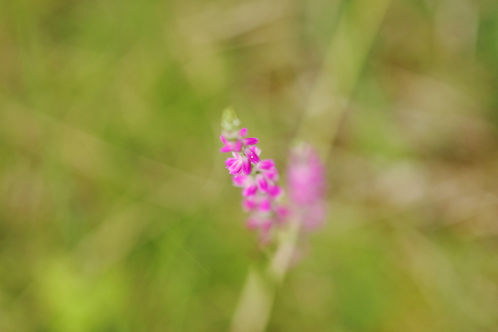 公園の芝生でⅤ