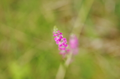 公園の芝生でⅤ