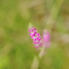 公園の芝生でⅤ