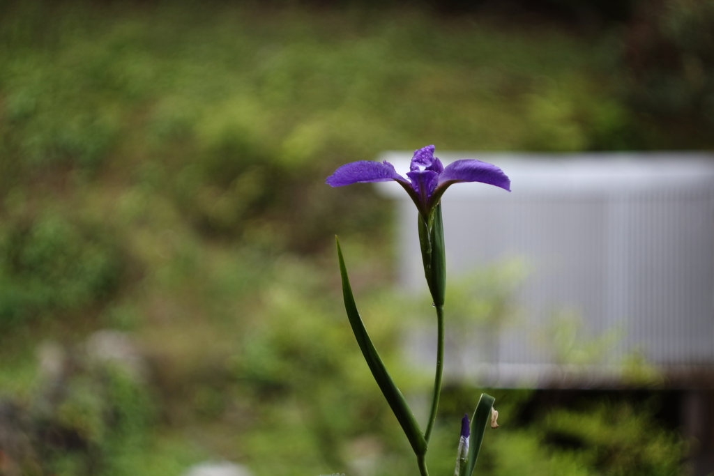雨に咲くⅢ