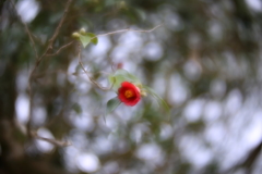 初雪ちらつく中で　四