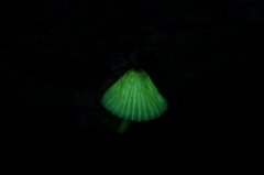 光ってました