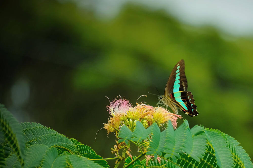 蝶とネムの花　Ⅴ