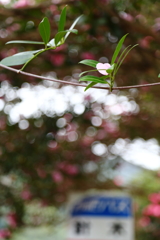 山茶花のバス停Ⅳ