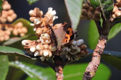 アカタテハ　ⅱ