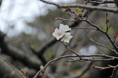秋なのに　弐