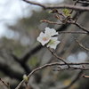 秋なのに　弐