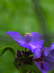 ムラサキツユクサⅠ