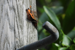 アカタテハ　ⅲ