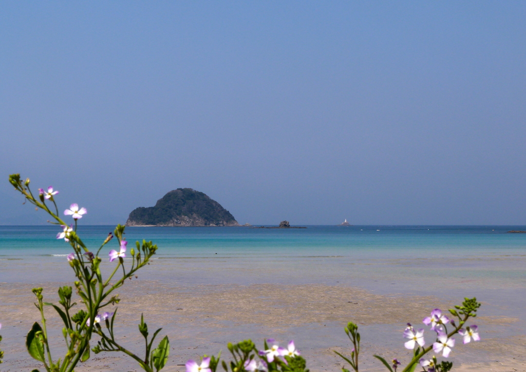 ハマダイコンと青い海Ⅲ