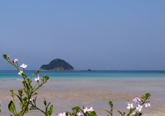 ハマダイコンと青い海Ⅲ