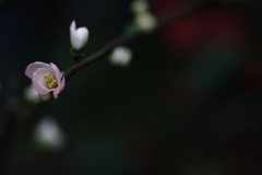 木瓜の花Ⅲ