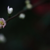 木瓜の花Ⅲ
