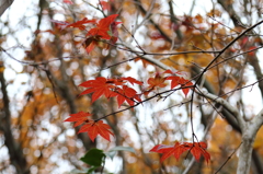 島の紅葉