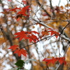 島の紅葉