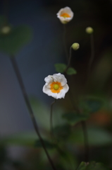 綺麗に咲いてくれましたⅡ