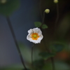綺麗に咲いてくれましたⅡ