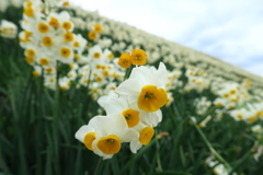 野母崎水仙まつりⅣ