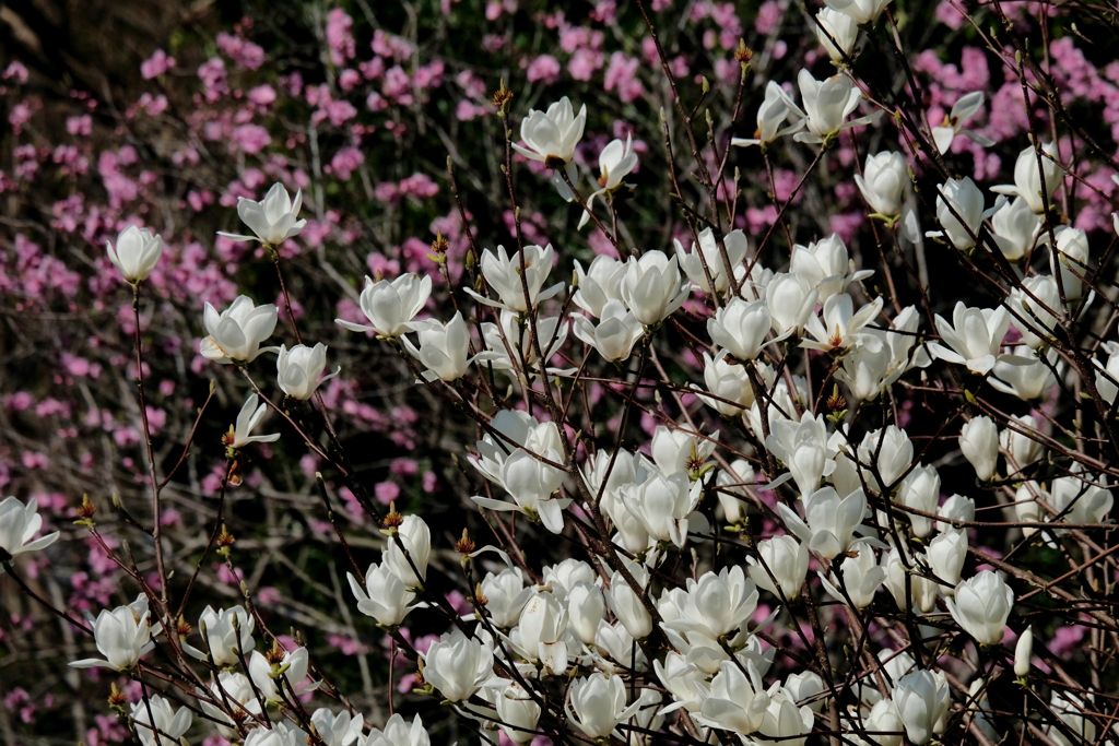 春の日射しに誘われて　四