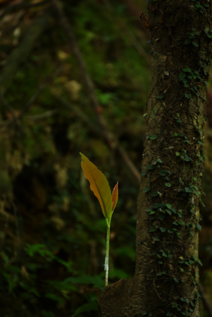 帰って来た梅雨空