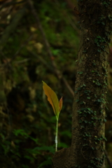 帰って来た梅雨空