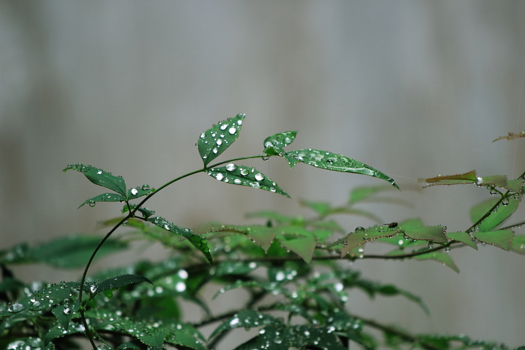 雨の日は・・・