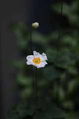 二つ目三つ目咲きました