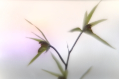 魅せられて　弐