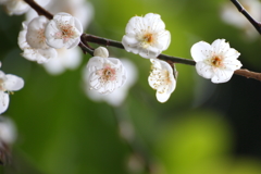 梅の花Ⅱ
