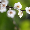 梅の花Ⅱ