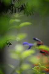 夢うつつ