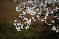海辺の桜Ⅱ