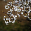 海辺の桜Ⅱ