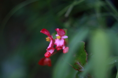ロシアのレンズで花たちを　ⅳ