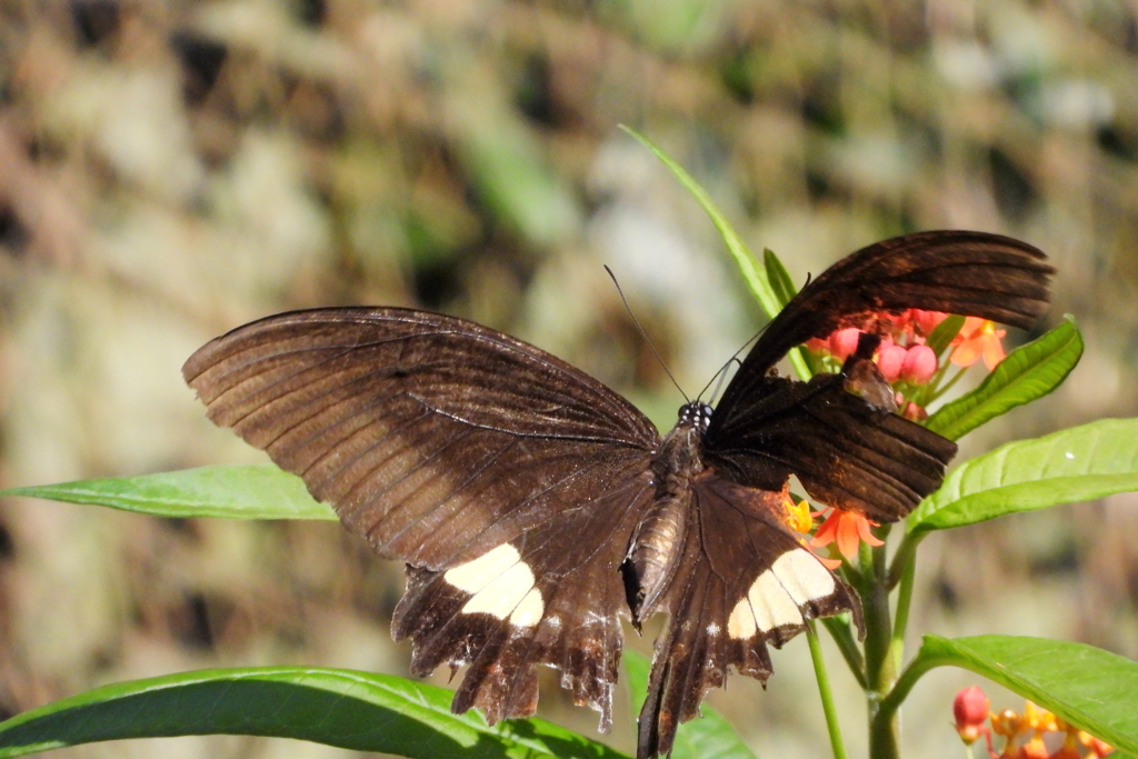 ボロボロに破れても　ⅲ