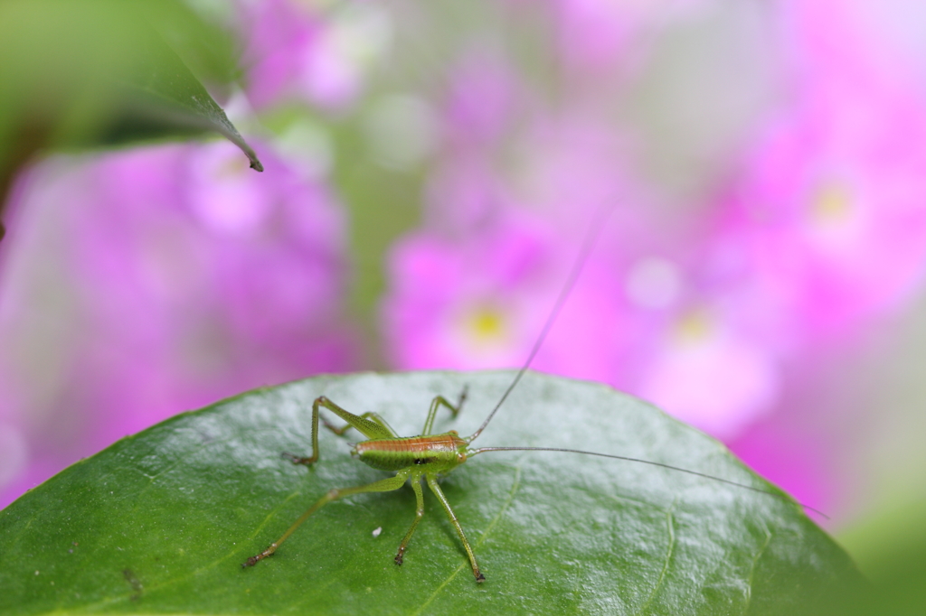 身近な花たちⅡ